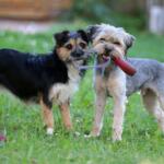 Što je mixfeeding metoda hranjenja i zašto je veterinari sve češće preporučuju za male pse?